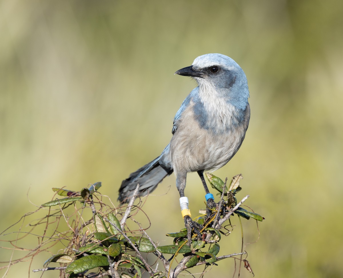 Florida Scrub-Jay - ML646998930