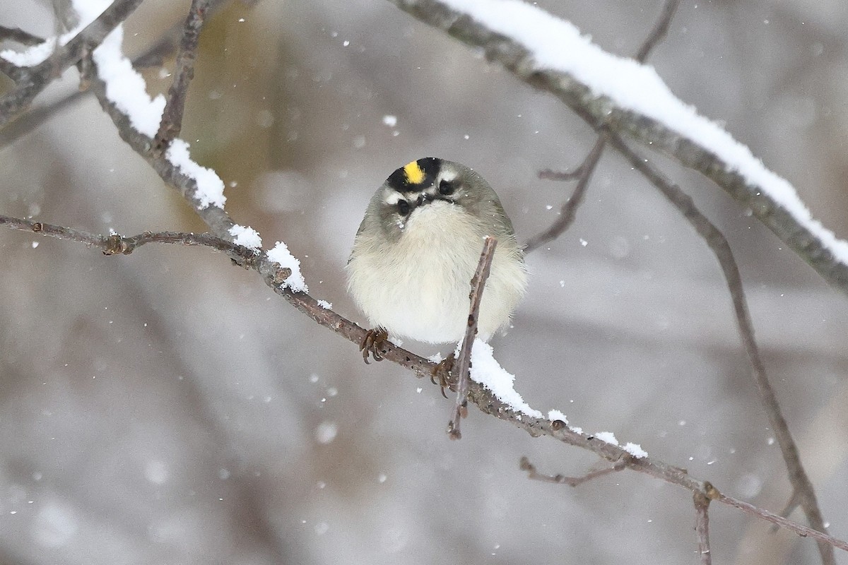 Golden-crowned Kinglet - ML646998932