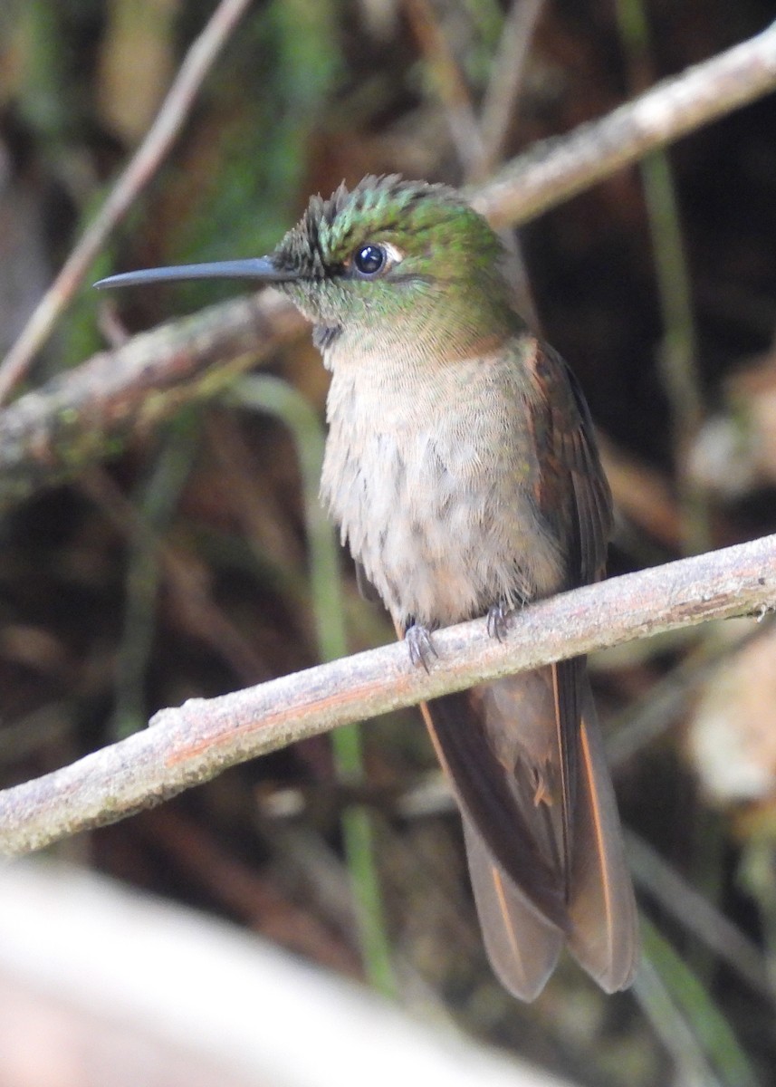 Fawn-breasted Brilliant - ML646998939