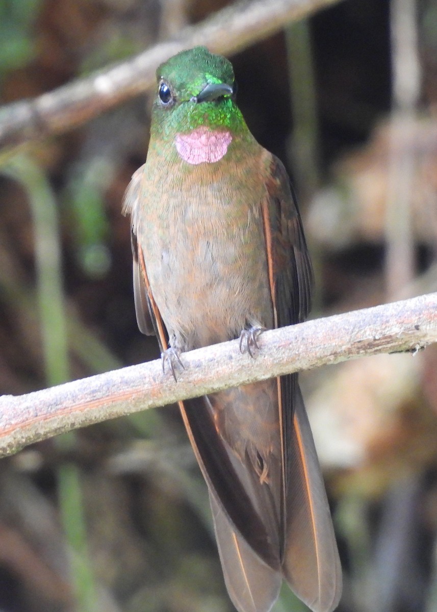 Fawn-breasted Brilliant - ML646998940