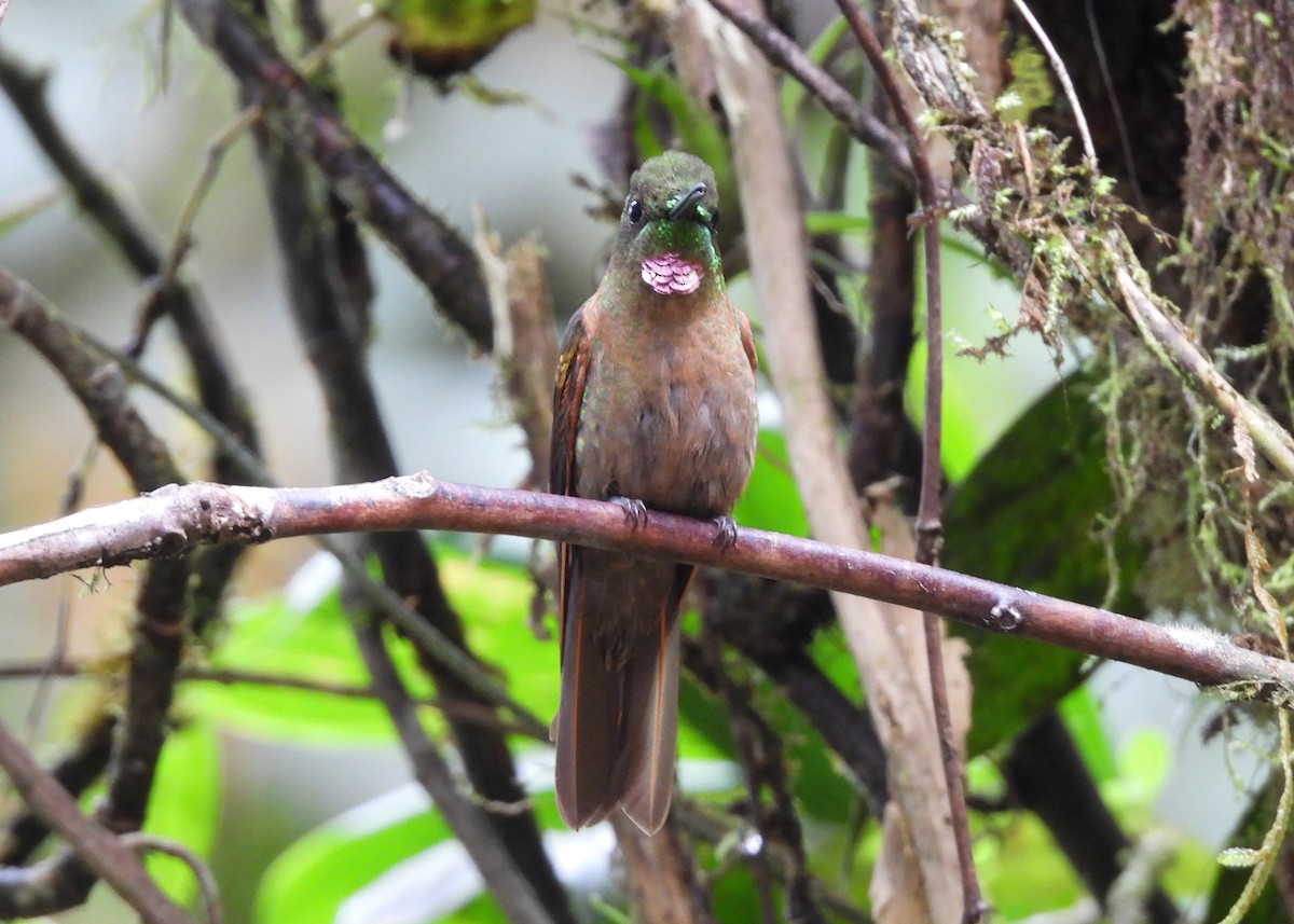 Fawn-breasted Brilliant - ML646998941
