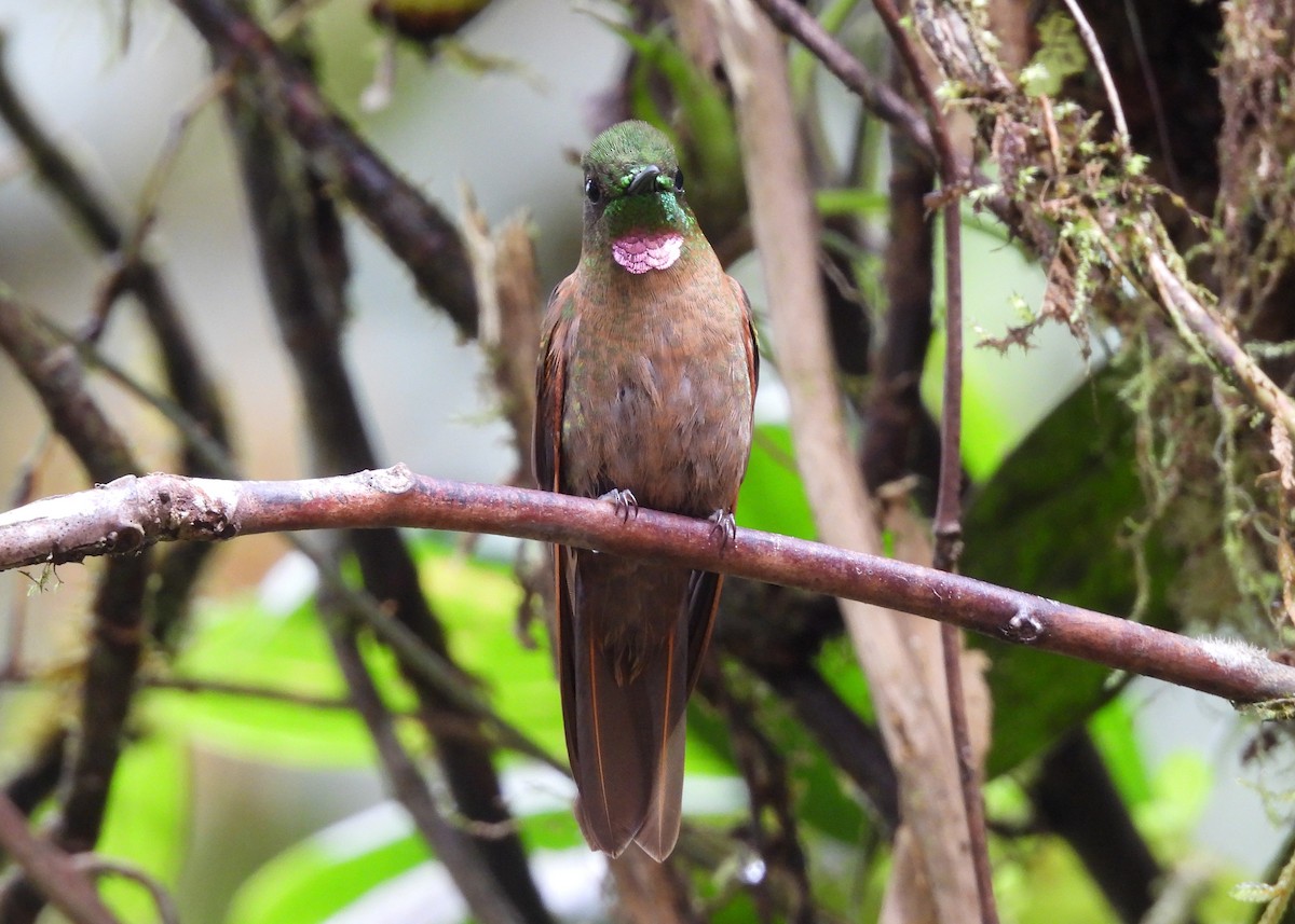 Fawn-breasted Brilliant - ML646998942