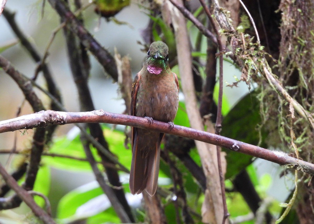 Fawn-breasted Brilliant - ML646998943