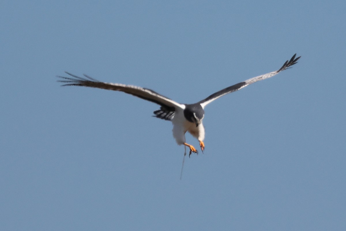 Лунь довгохвостий - ML646998945