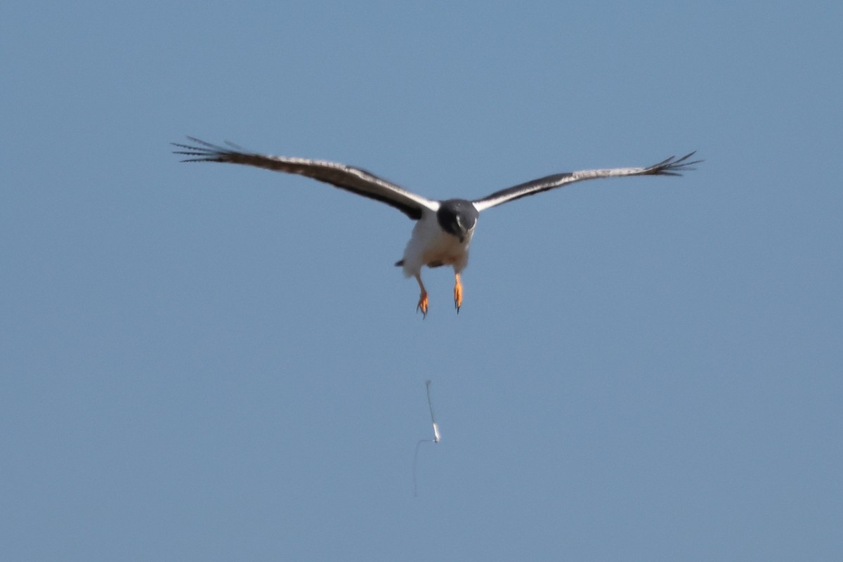 Лунь довгохвостий - ML646998946