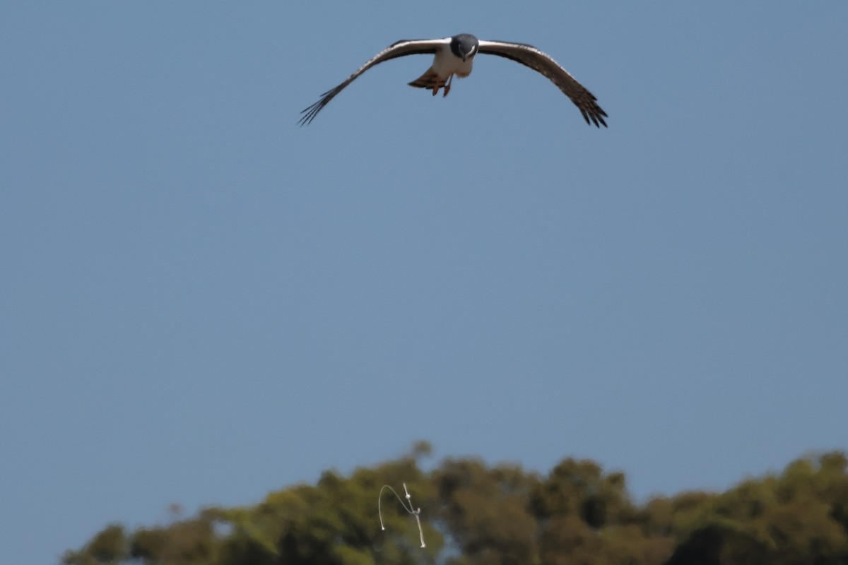 Лунь довгохвостий - ML646998947