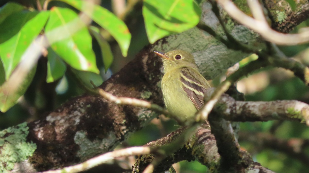 Yellow-bellied Flycatcher - ML646998948