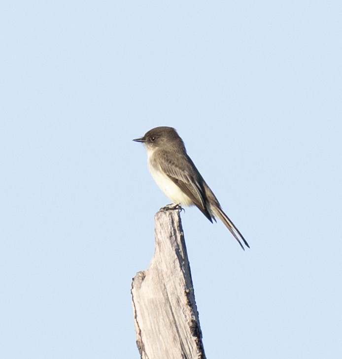Eastern Phoebe - ML646998951