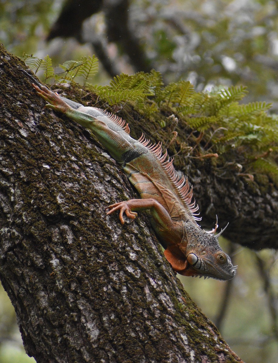 Green Iguana - ML646998952