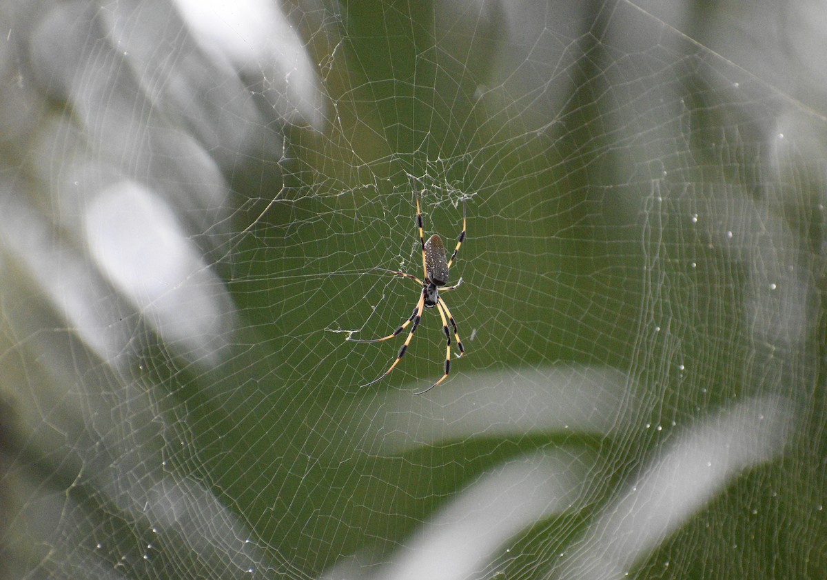 Banded Orbweavers - ML646998953