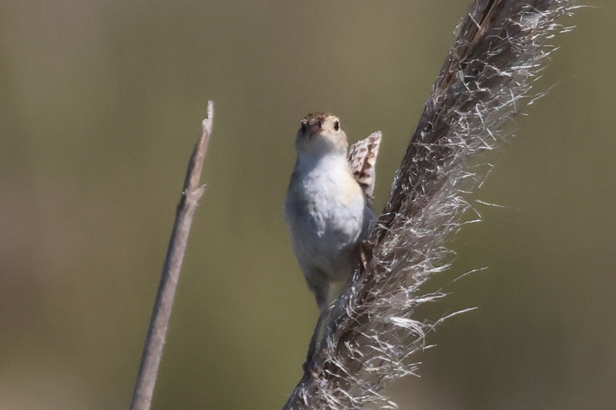 Овад річковий - ML646998955