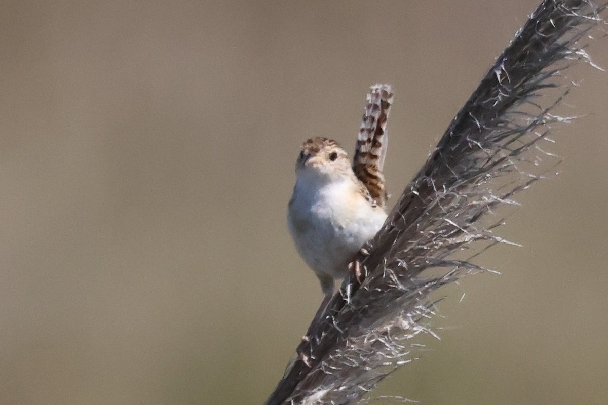 Овад річковий - ML646998957