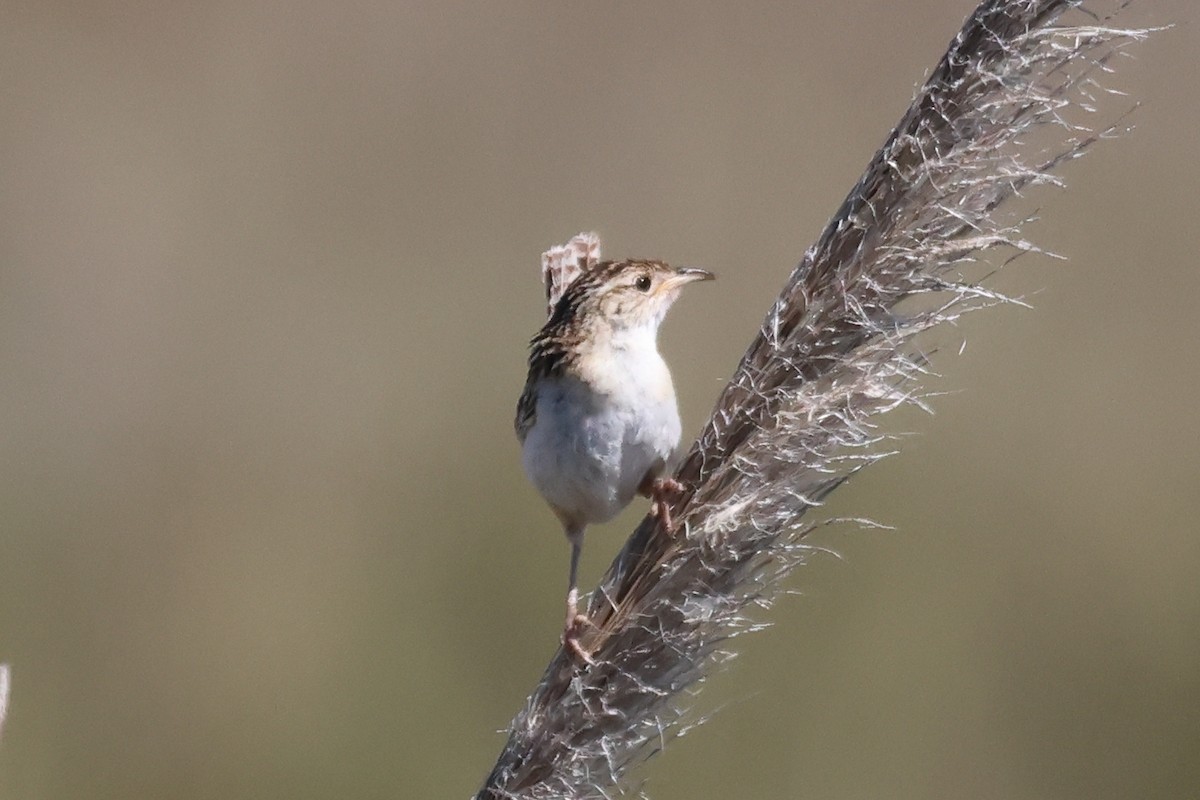 Овад річковий - ML646998958
