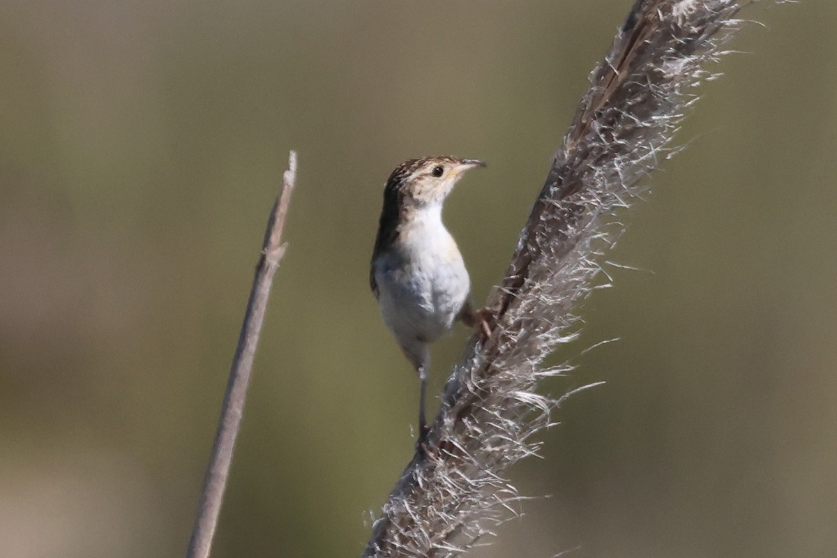 Овад річковий - ML646998959