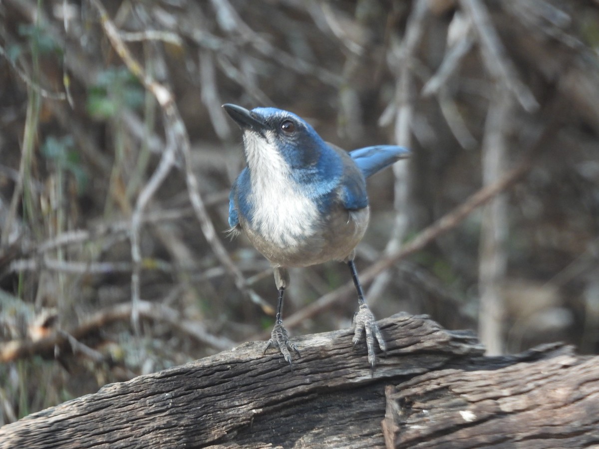 Geai de Woodhouse - ML646998961