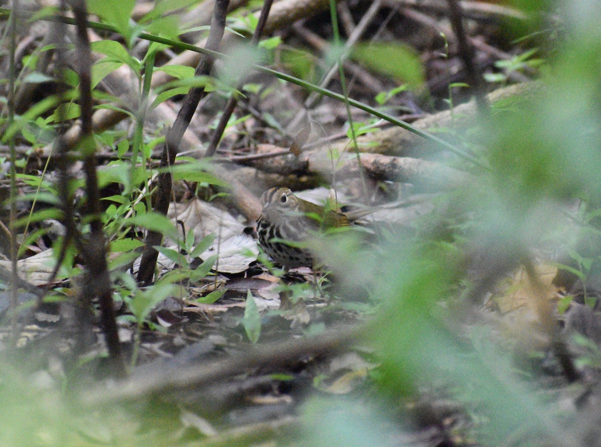 Ovenbird - ML646998962