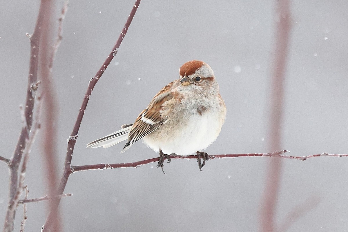 American Tree Sparrow - ML646998964