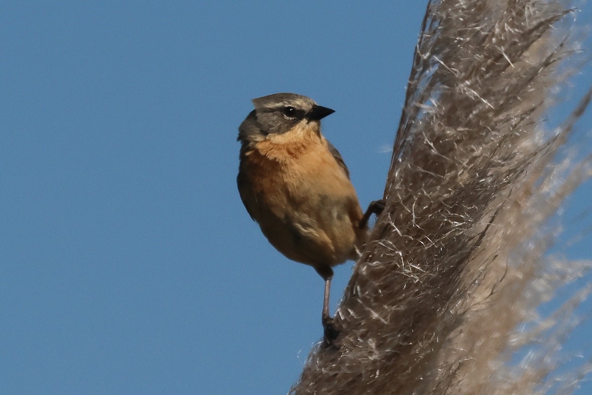 Шиферець довгохвостий - ML646998967