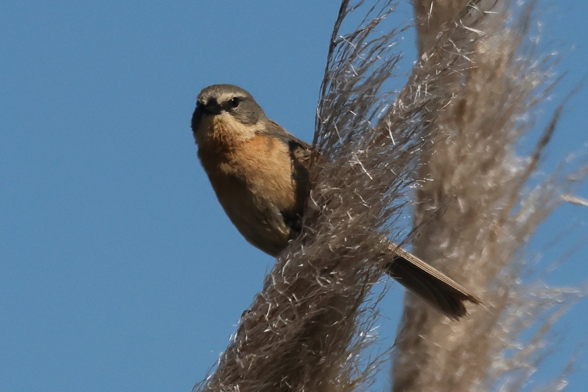 Шиферець довгохвостий - ML646998968