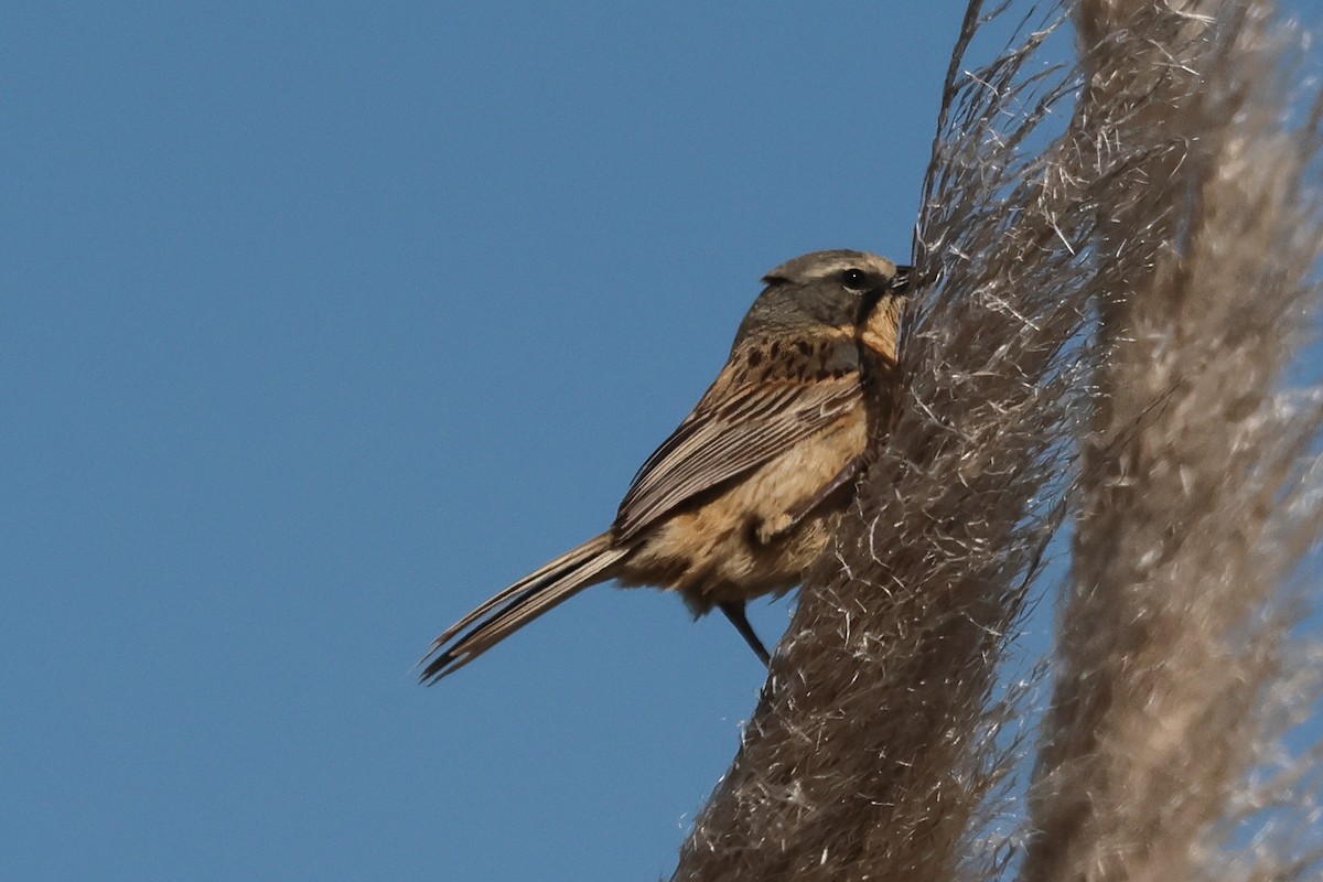 Шиферець довгохвостий - ML646998969