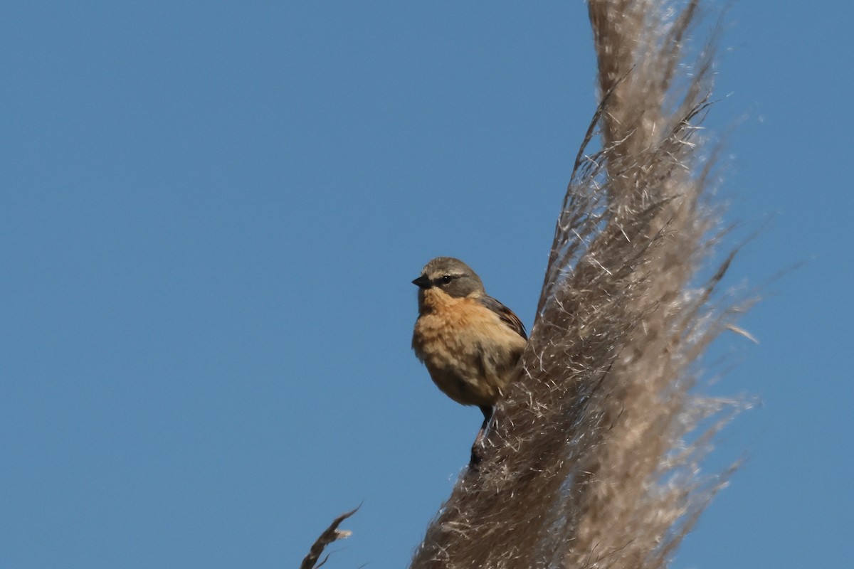 Шиферець довгохвостий - ML646998971