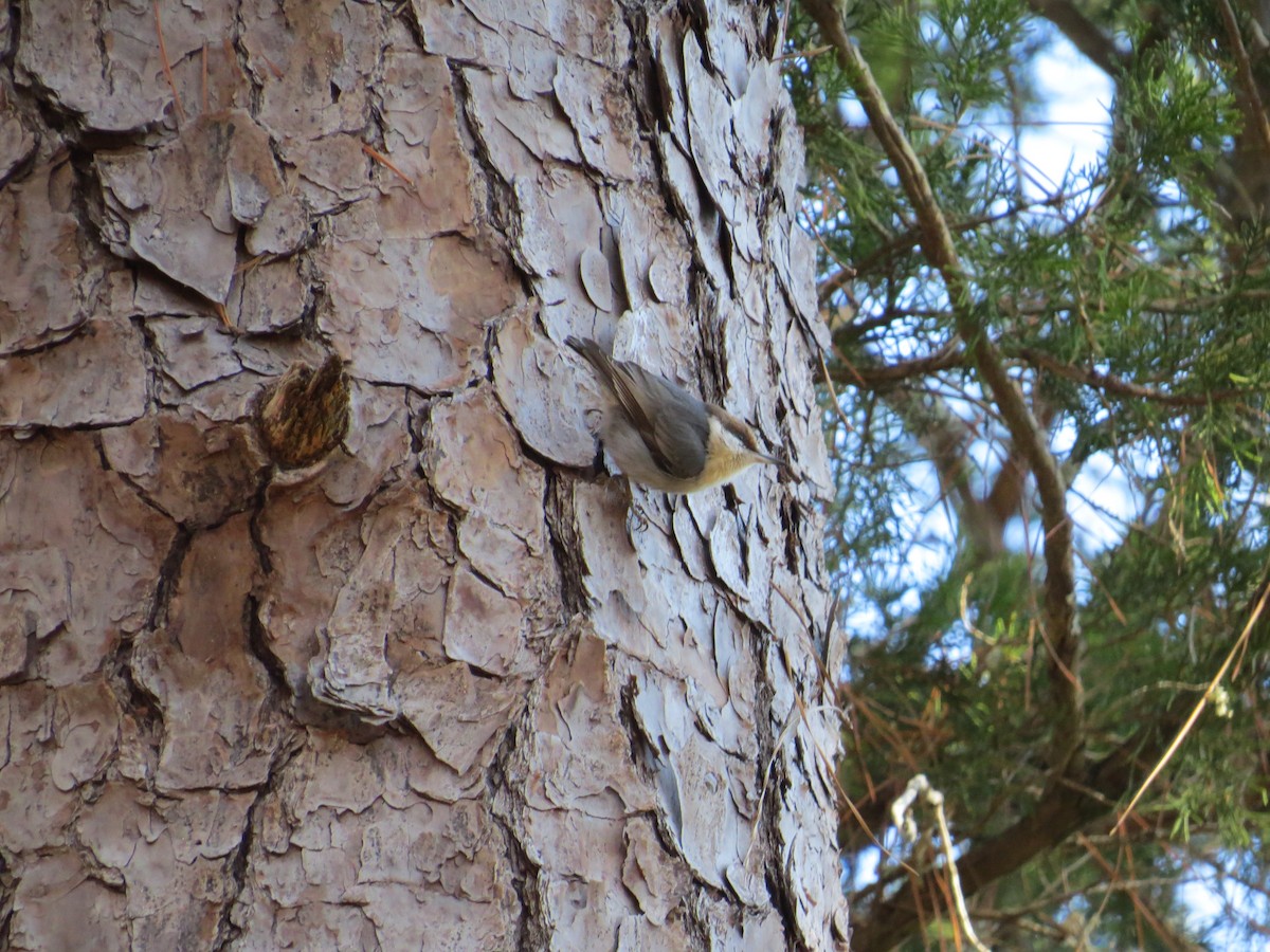 Brown-headed Nuthatch - ML646998973