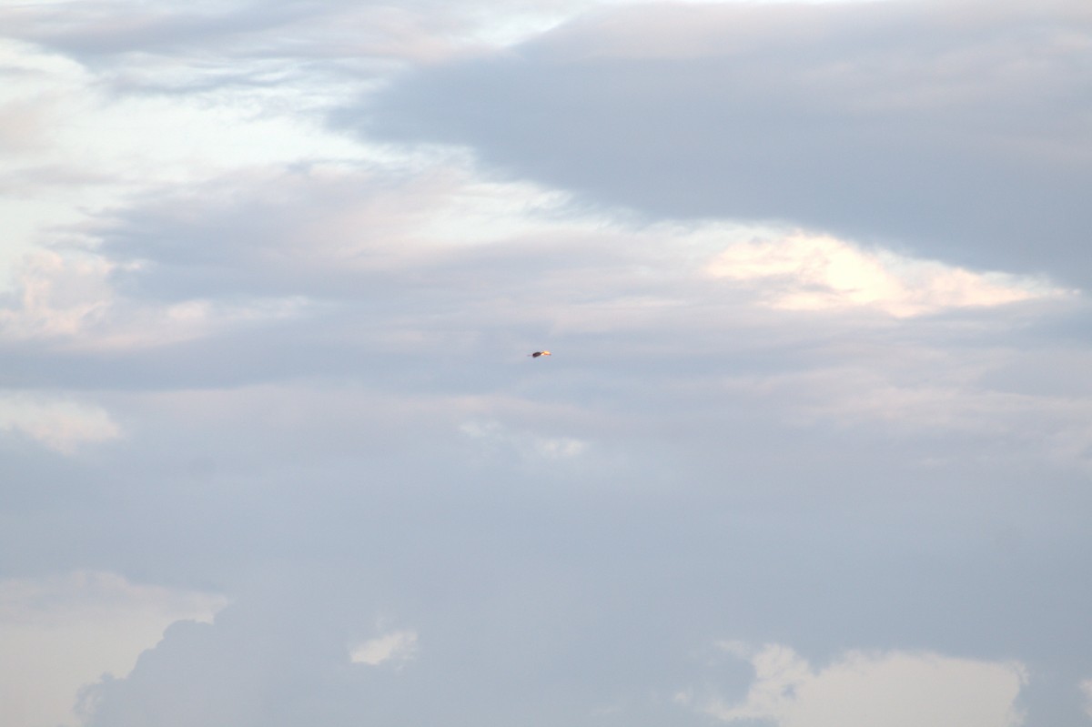 Toco Toucan - ML646998975