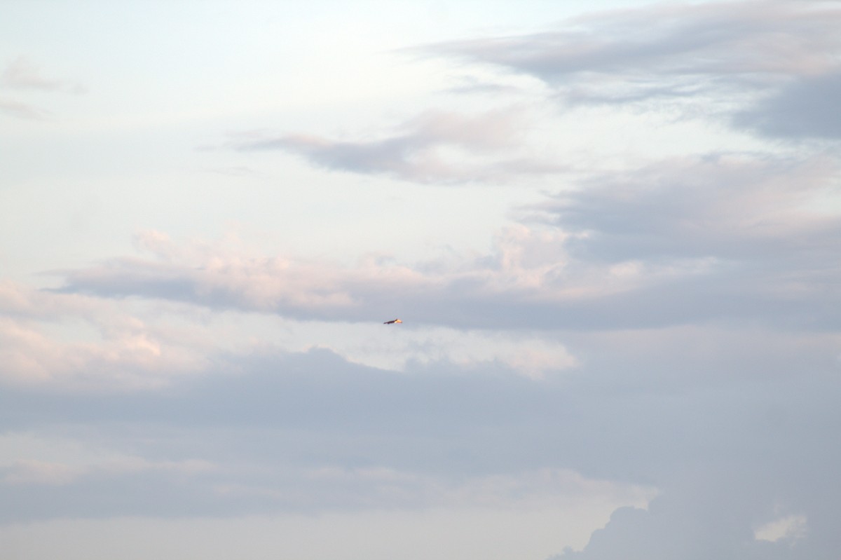 Toco Toucan - ML646998976