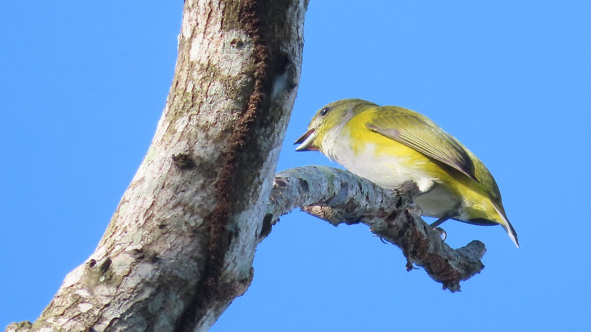 Yellow-throated Euphonia - ML646998978
