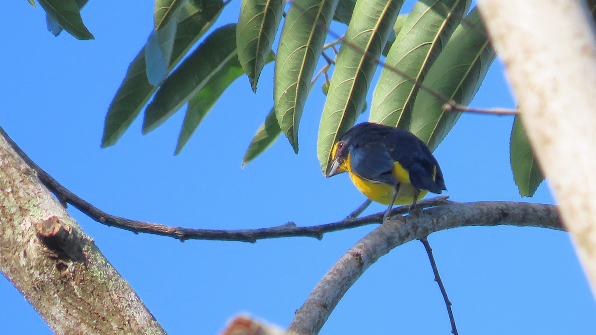 Yellow-throated Euphonia - ML646998979
