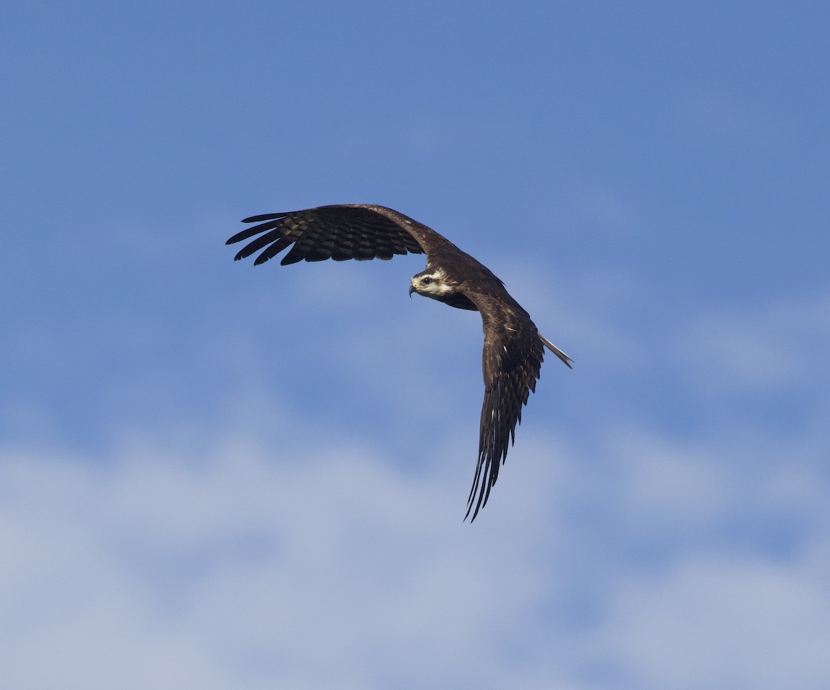 Salyangoz Çaylağı - ML646998982