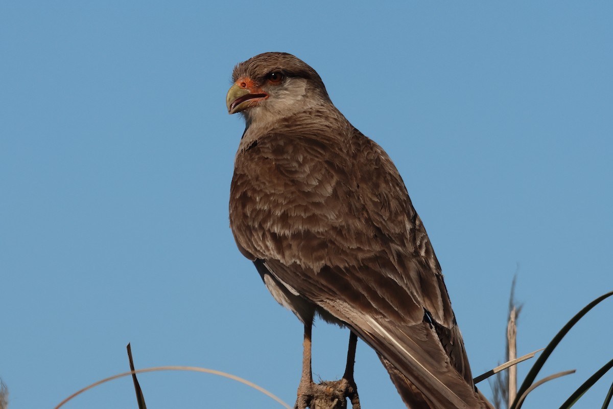 Хіманго - ML646998984