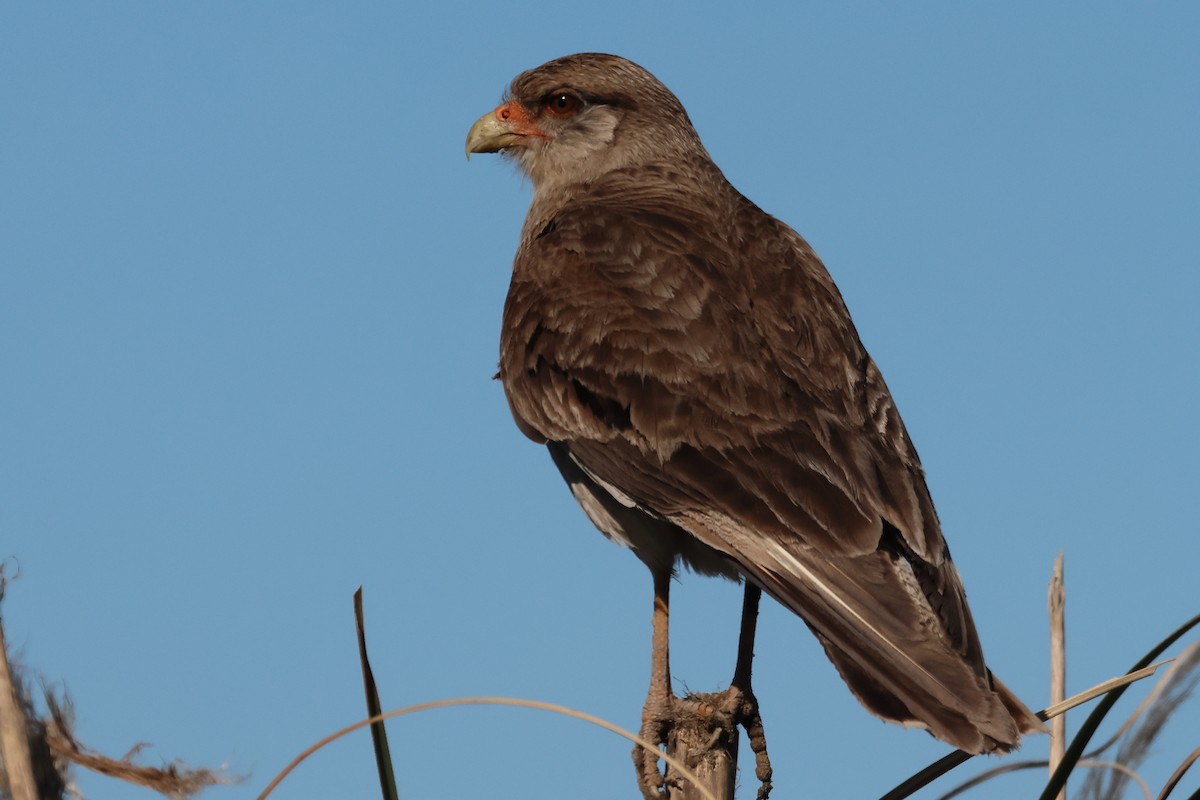 Хіманго - ML646998985