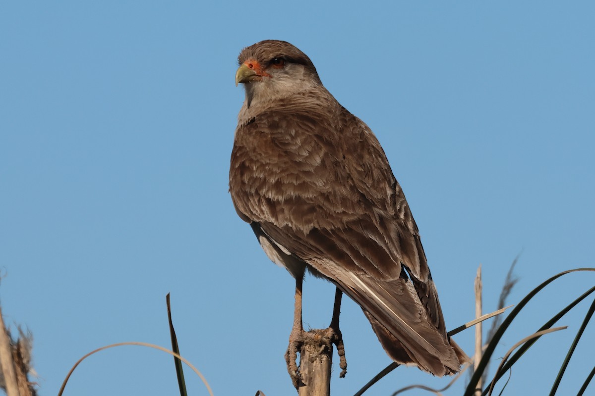 Хіманго - ML646998986