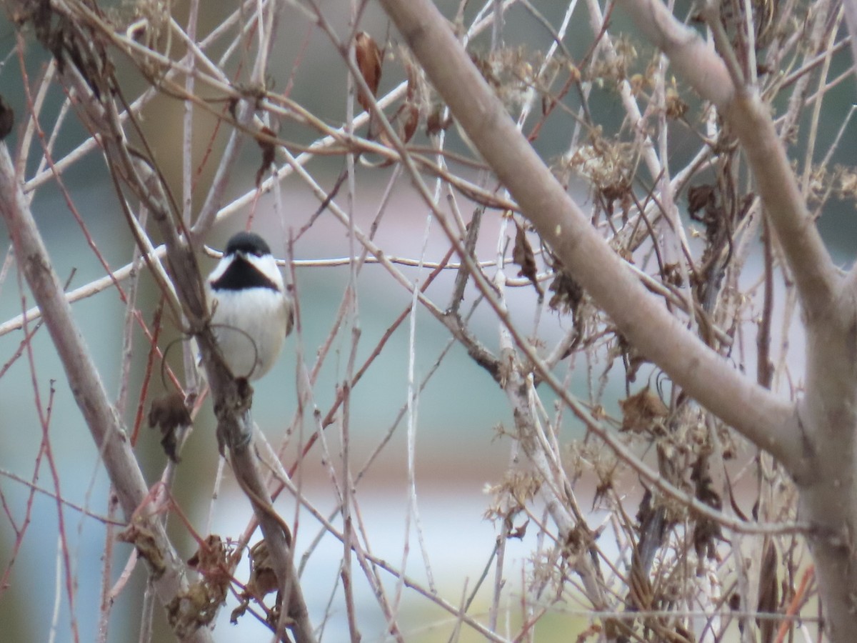 Carolina Chickadee - ML646998987