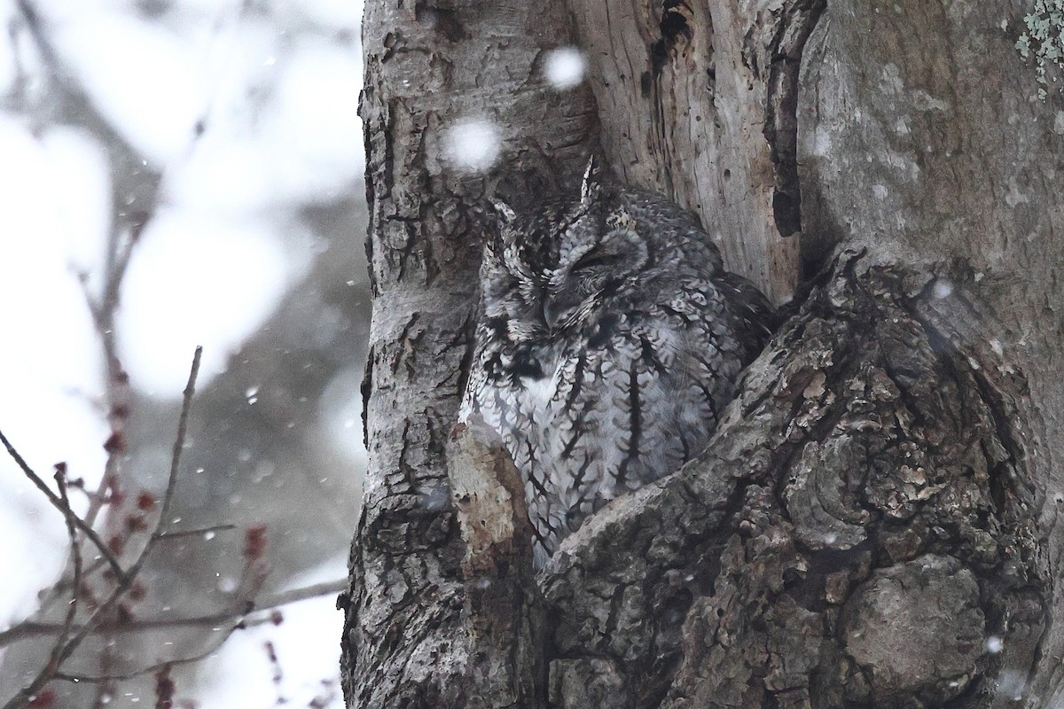 Eastern Screech-Owl (Northern) - ML646998988