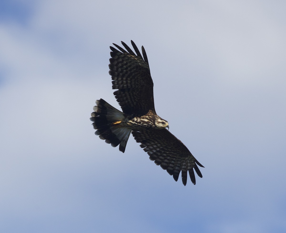 Salyangoz Çaylağı - ML646998989