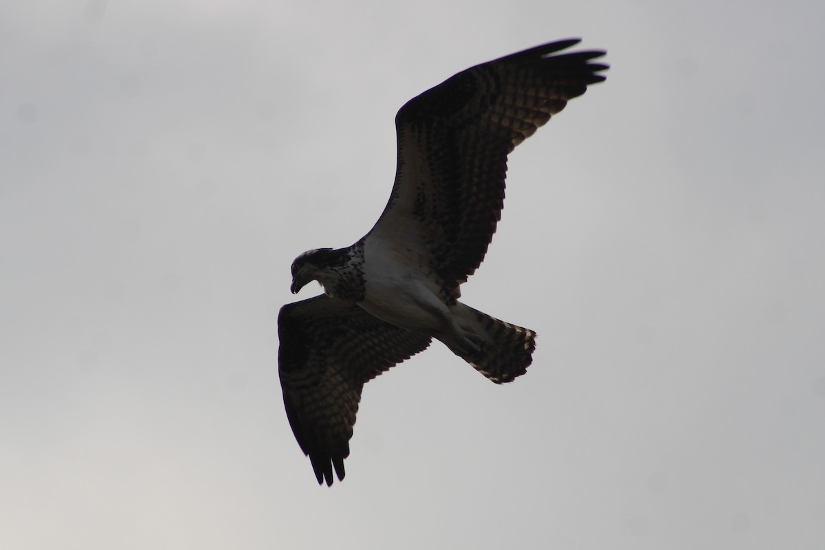 orlovec říční (ssp. carolinensis) - ML646998991