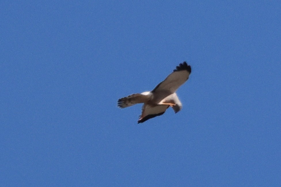 Лунь сірий - ML646998992