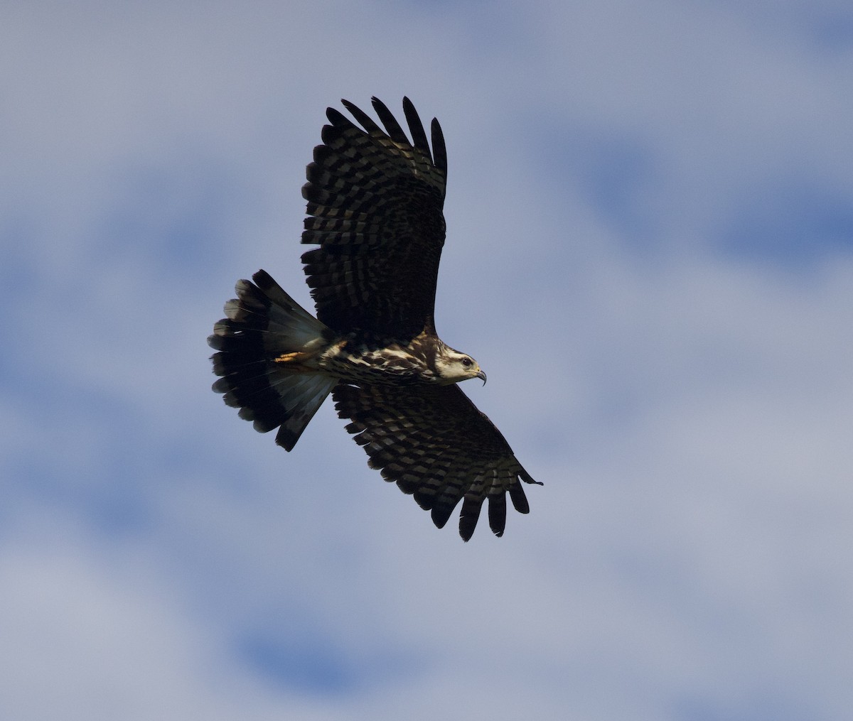 Salyangoz Çaylağı - ML646998993