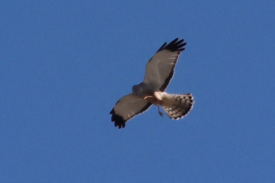 Лунь сірий - ML646998994