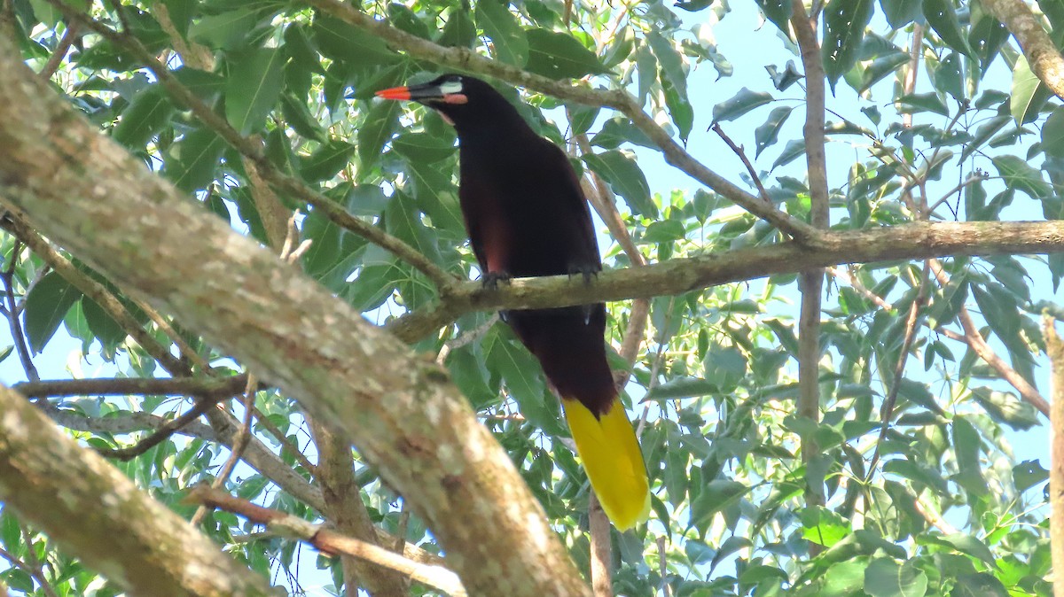 Montezuma Oropendola - ML646998995