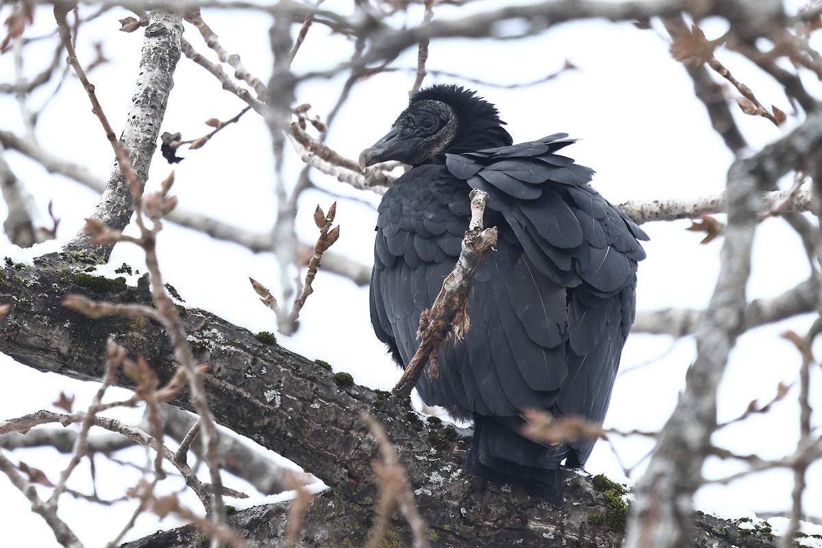 Чёрная катарта - ML646999000