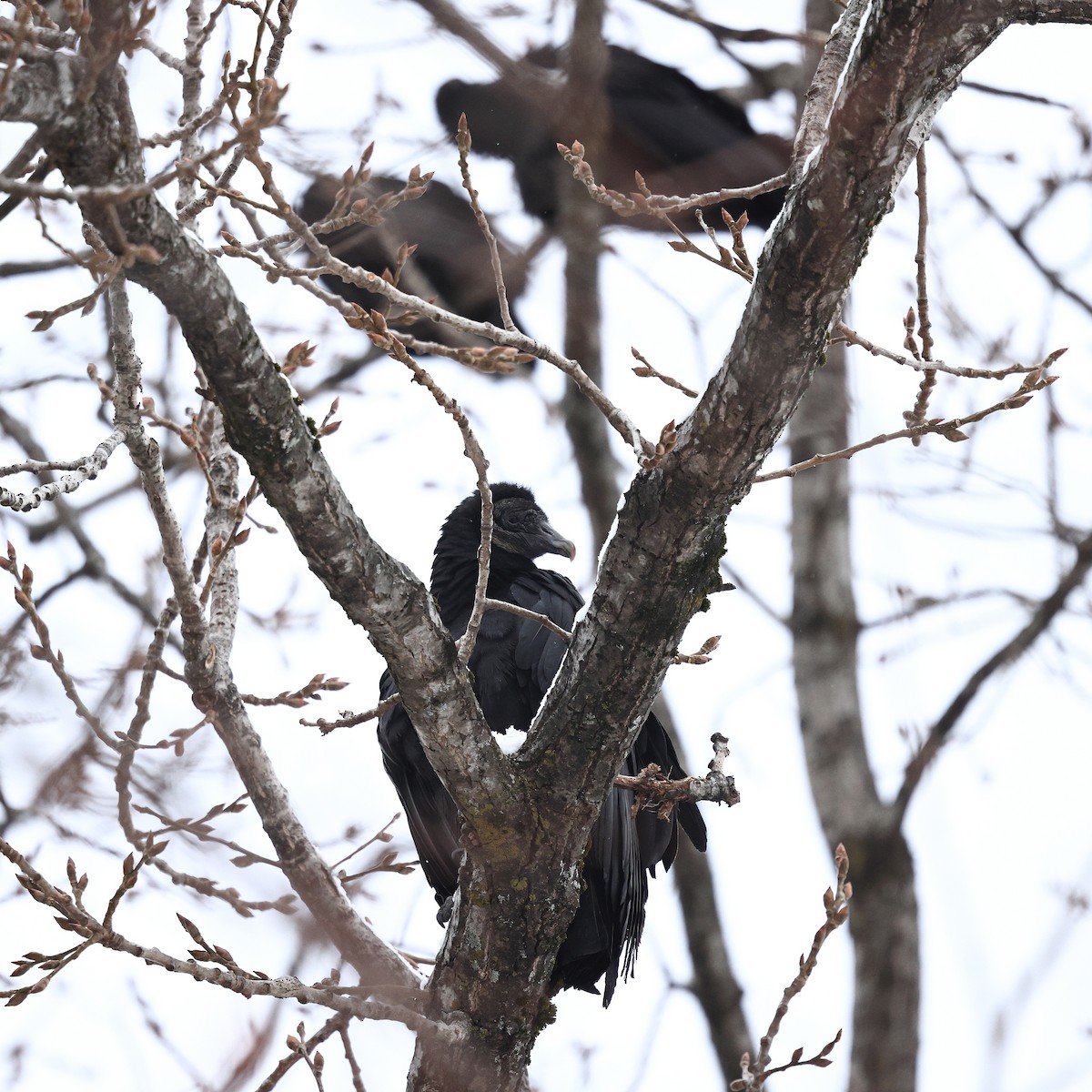 Чёрная катарта - ML646999001