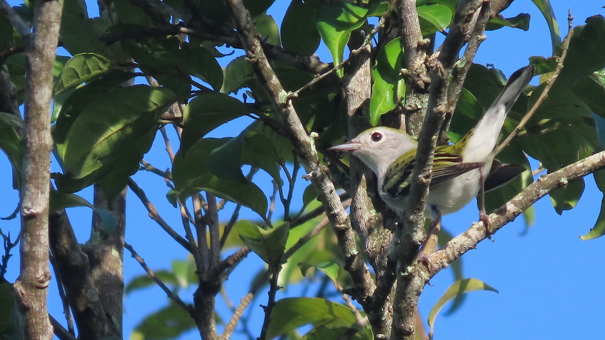 Chestnut-sided Warbler - ML646999002