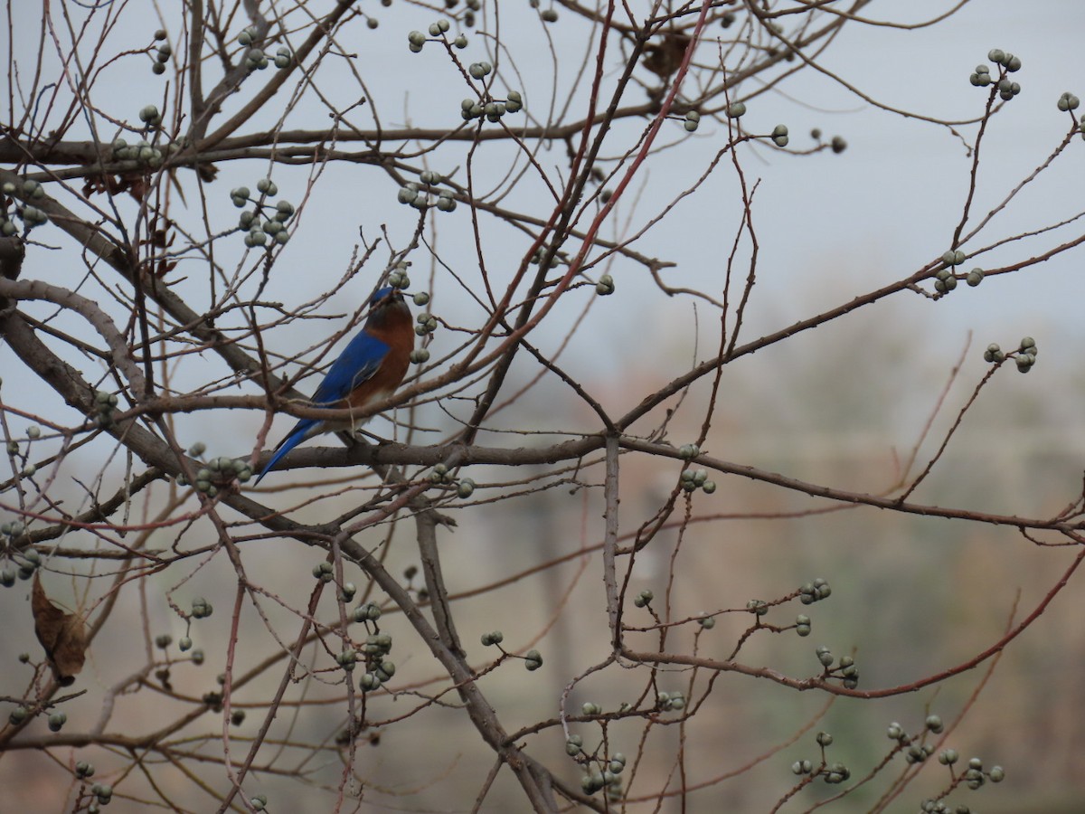 Azulejo Oriental - ML646999004