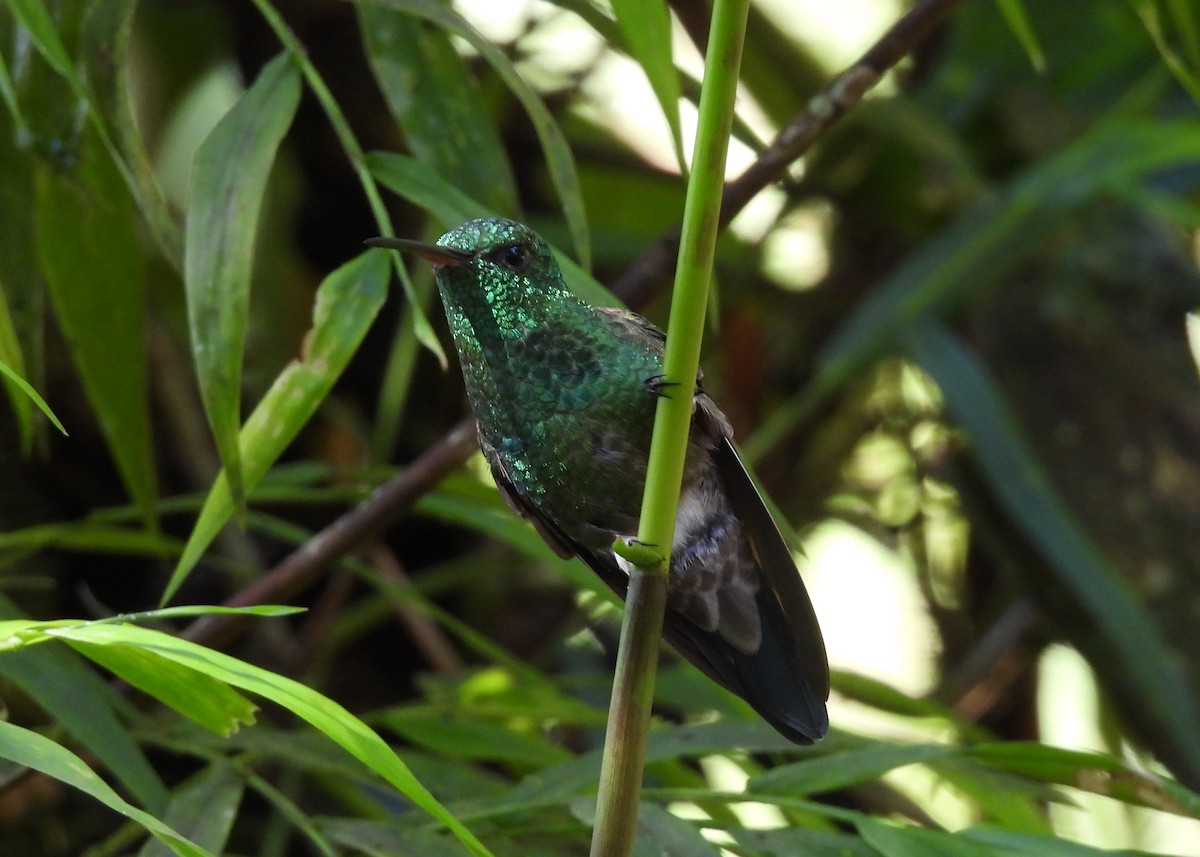 Steely-vented Hummingbird - ML646999005
