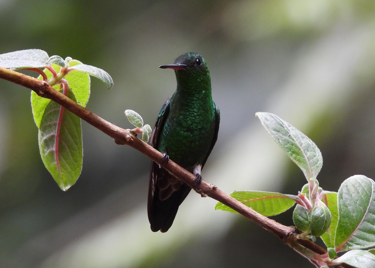 Steely-vented Hummingbird - ML646999006