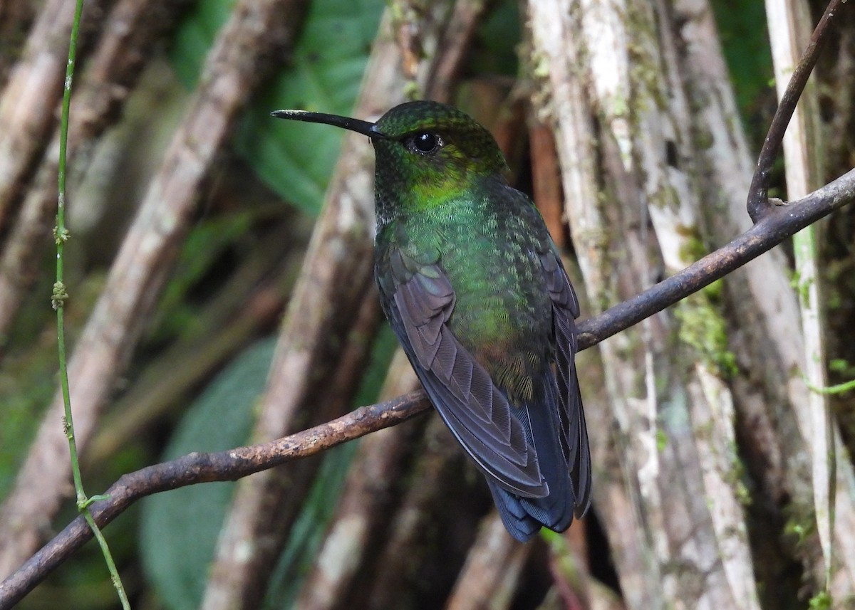 Steely-vented Hummingbird - ML646999007