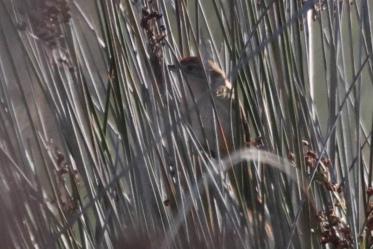 Сікора коричневоголова - ML646999008